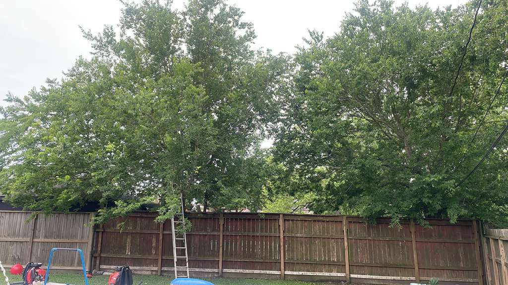 before last before tree cutting in houston by 3mlandscaping